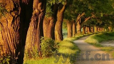 糖心vlog在线视频下载-在线视频时代，轻松捕捉糖心vlog的魅力度